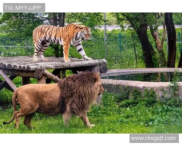 老虎大学与盐湖城的精彩对决引发的热议与期待